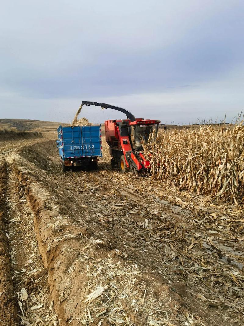 Ruby on Rails中的过程/收割机为何失效？如何解决其运行问题？