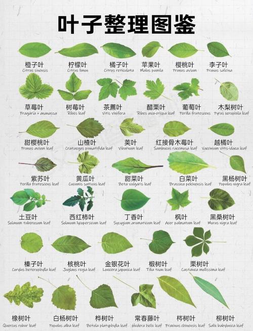 所有叶子是否都处于同一水平线上？