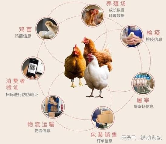 如何通过网站建设与优化助力农家鸡养殖企业抢占市场先机？
