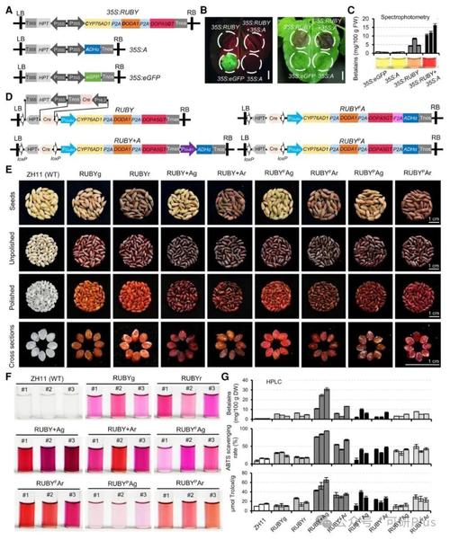 Ruby中`STDIN`和`$stdin`究竟有何本质区别？