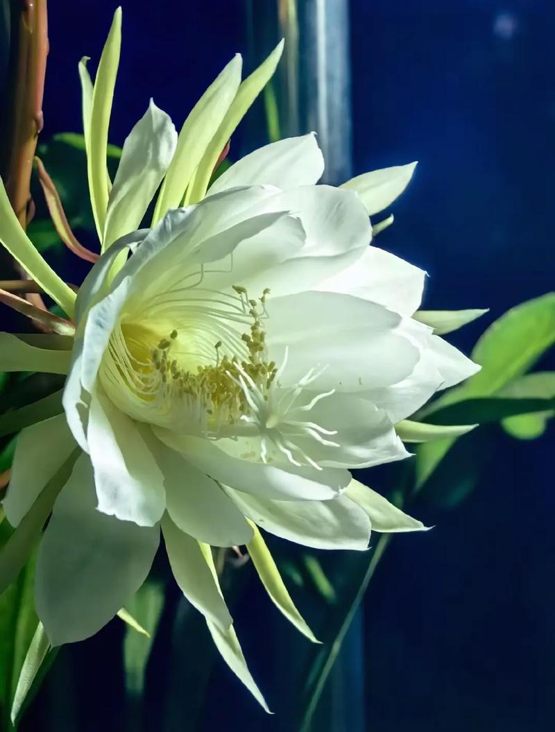 SEO未来趋势的有效策略是昙花一现的短暂现象吗？