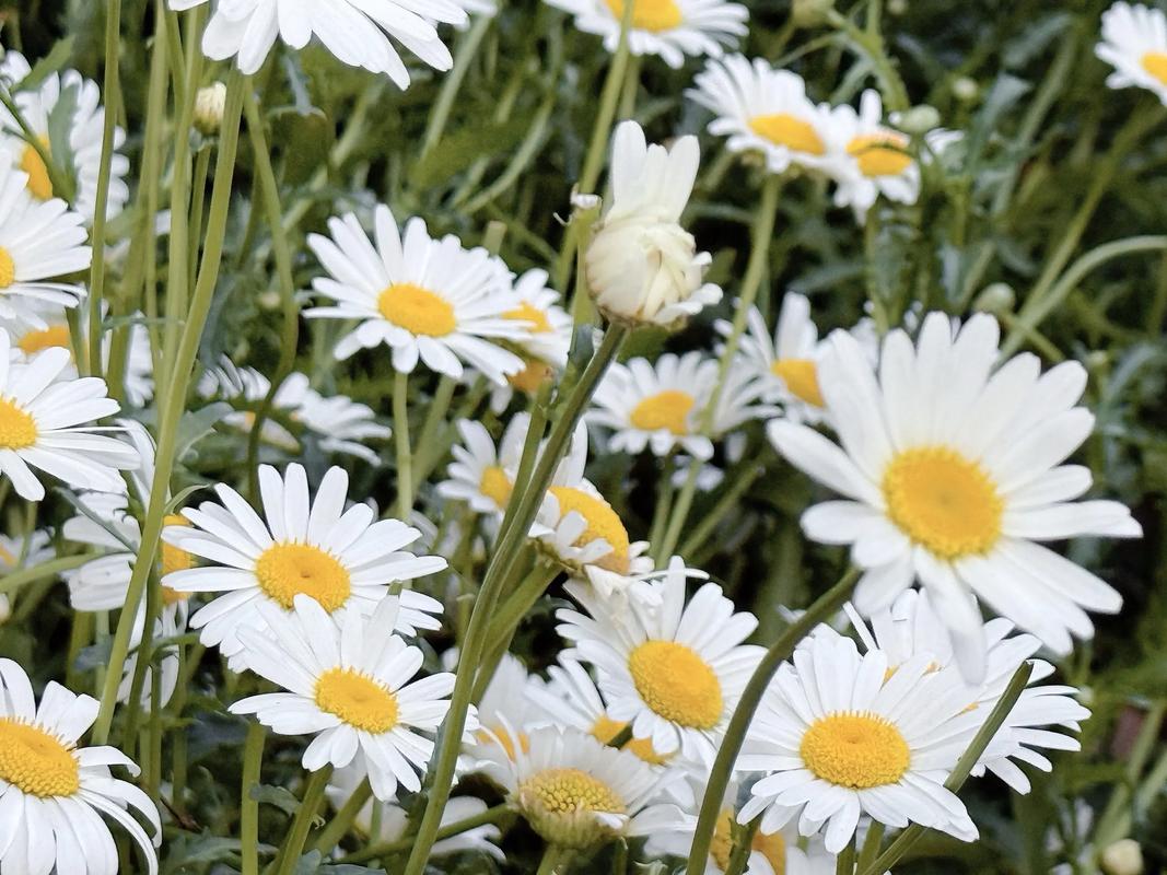 小雏菊SEO如何实现崛起，成为行业佼佼者？