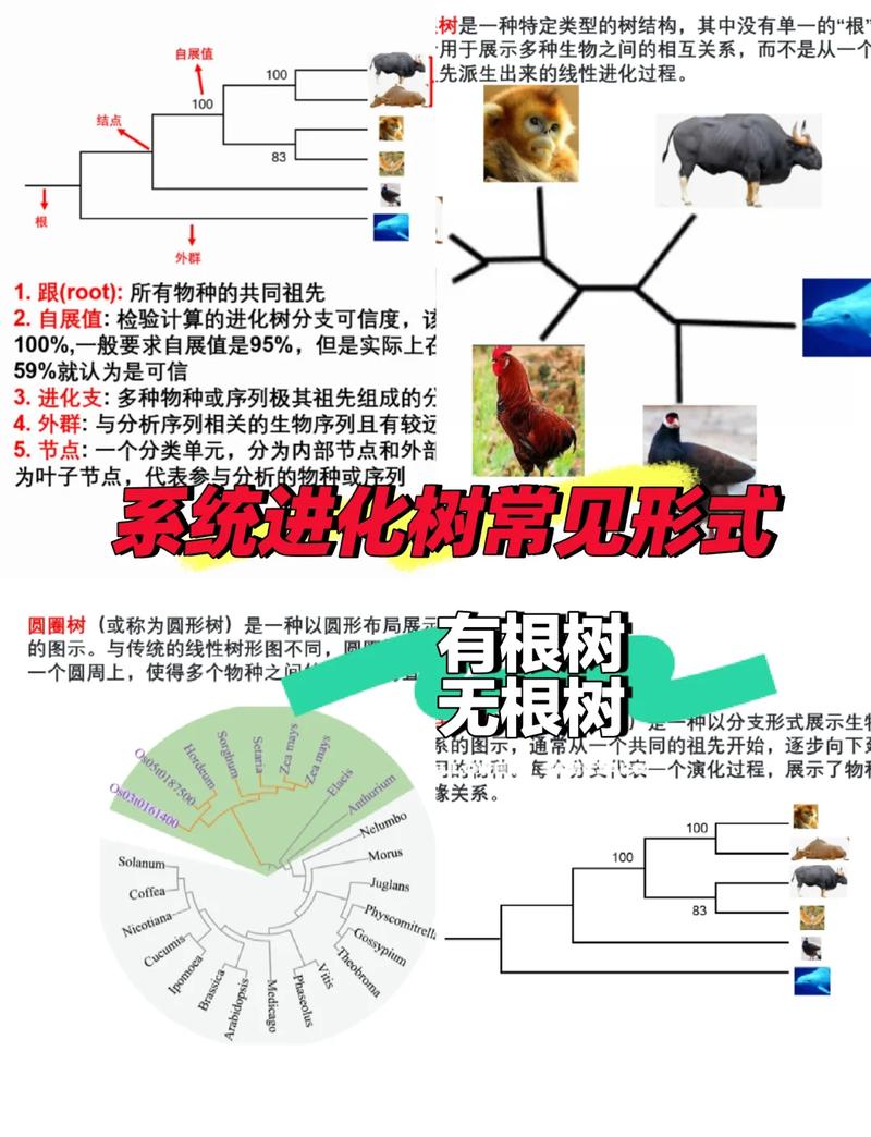 如何使用biopython实现进化树的可视化展示？