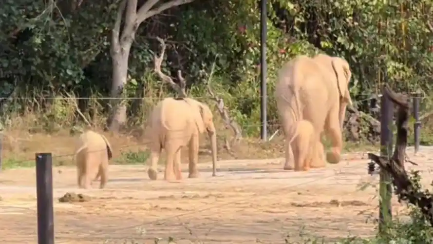 PHP大象真的跑起来了，有屏幕录像吗？