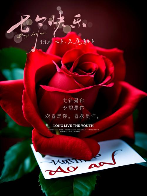 七夕情人节，红玫瑰长尾，你愿意与我共赴爱河吗？