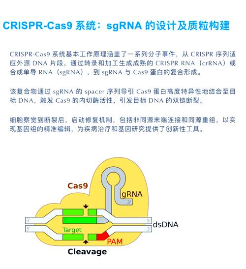 子域名接管服务Subtaker有哪些特点？