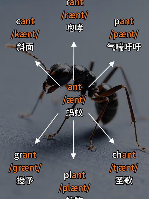 antd入门有哪些步骤和技巧？