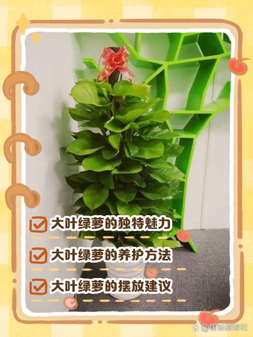 绿萝算法能否彻底封杀软文，还网络一片清朗？