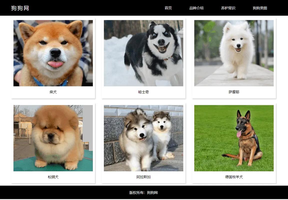 如何将宠物网站灵感与模板图片完美融合，打造专业网页设计模板？