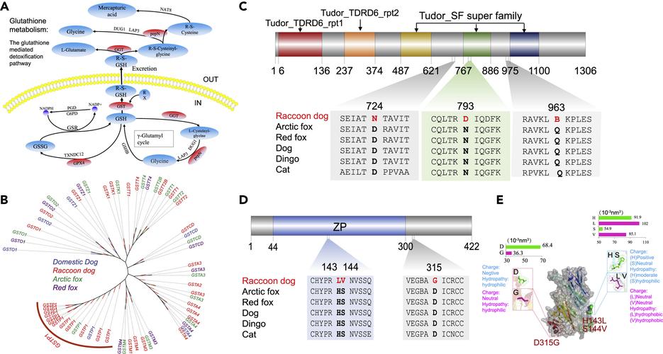 CodeForces 791C Bear and Different Names的解题思路是什么？