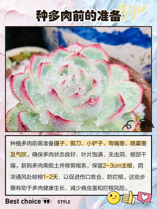 如何自建多肉植物独立站，让新手轻松将多肉销往全球市场？