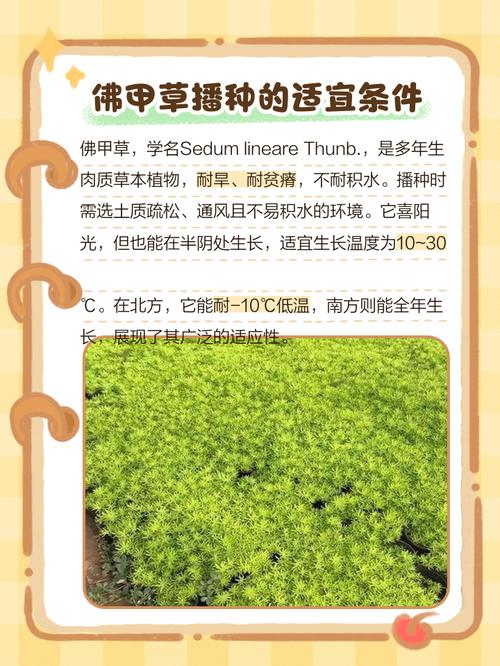 种源探宝大师如何高效寻找优质植物种源？