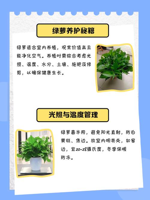 百度绿萝算法如何优化，使其更精准地识别违规内容？