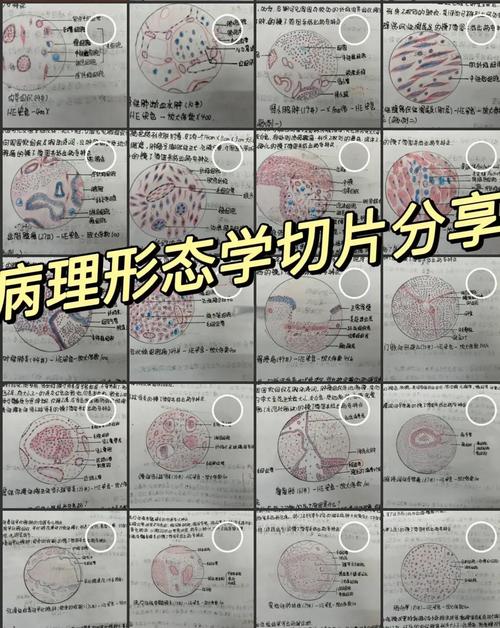 同一性和切片副本有何区别？