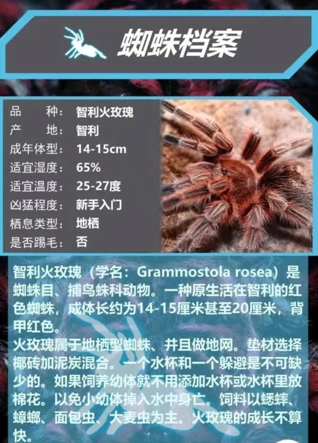 蜘蛛最喜欢收录哪些类型的信息呢？