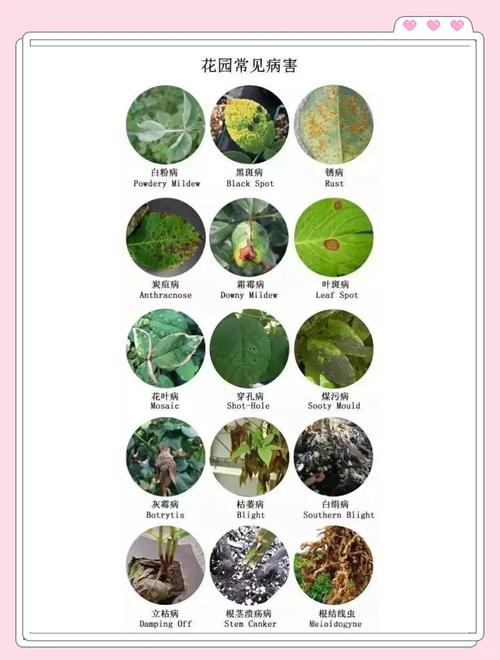 植物病虫害识别数据库是用来做什么的？