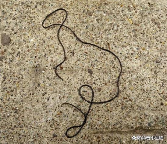 百度寄生虫教程首页排名居高不下背后真相是什么？
