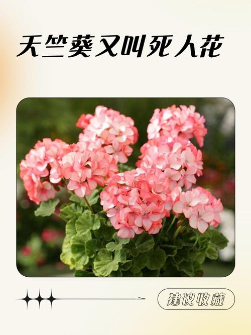女人不正是世间最绚烂的生命之花吗？