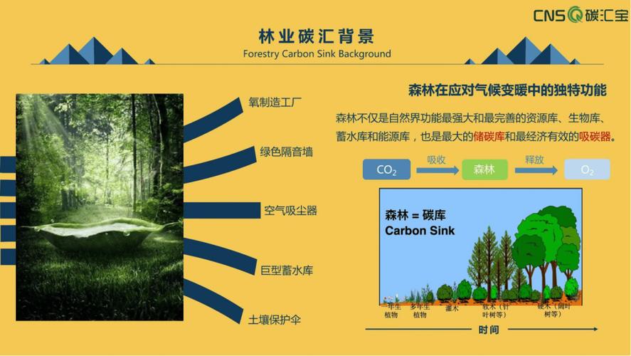 林业碳汇项目周期各阶段特点有哪些？