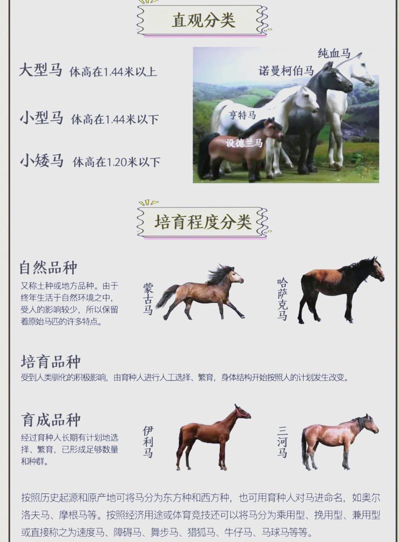 数据库中马具体指哪类动物或信息？