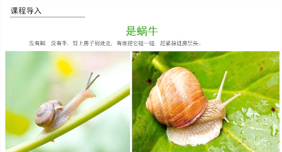 (1) 蜗牛牛仔在麦田中开启了一场怎样的奇幻之旅？(2) 麦田中，蜗牛牛仔的奇幻之旅是怎样的体验？