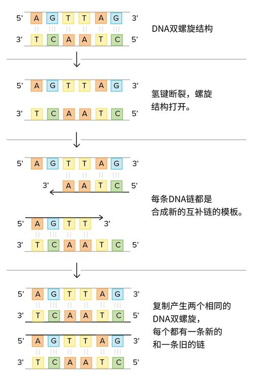 DNA序列中哪些特定碱基组合对应着特定的遗传信息？
