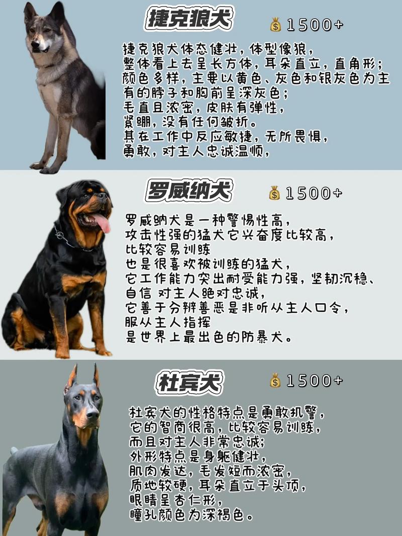 安全狗有哪些独特功能,能带来哪些全面价值?