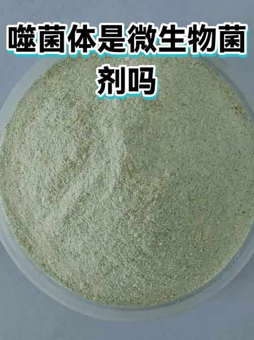 GMP与噬菌体项目，二者本质差异究竟何在？