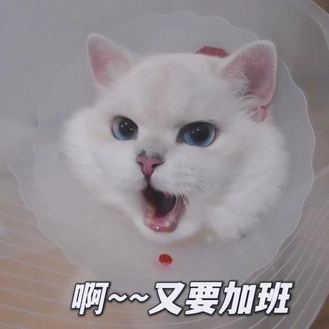 00后，你们公司经常加班吗？