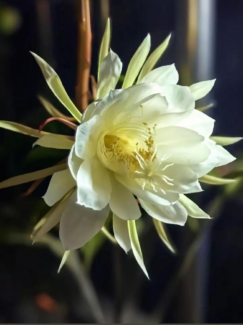 SEO未来趋势的有效策略是昙花一现的短暂现象吗？