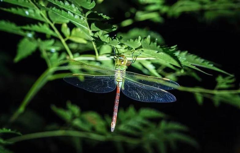 沐风启航，数字爬虫探秘之旅，有哪些奥秘等待我们去发现？