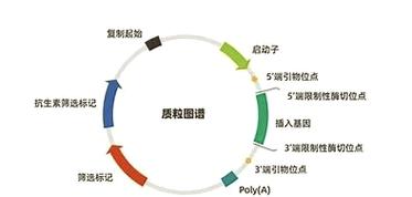 为何PCRE正则解析常受限，能否绕回溯次数限制解析长尾词？