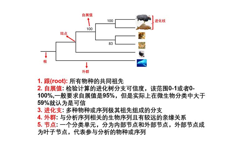 如何使用biopython实现进化树的可视化展示？