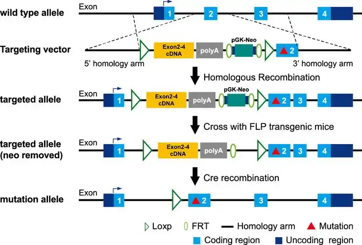 LyScript的详细解析是怎样的？