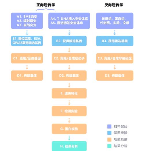 如何通过动态规划解决hdu 1080人类基因功能问题？