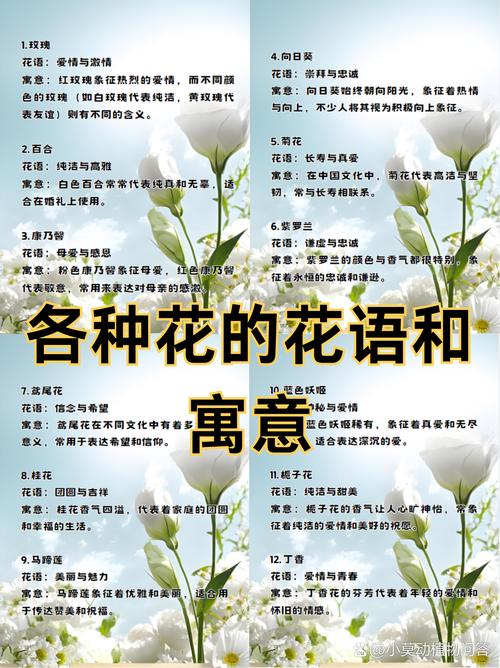 有哪些花的花语大全可以查询？趣站|花语大全包含哪些花的寓意？