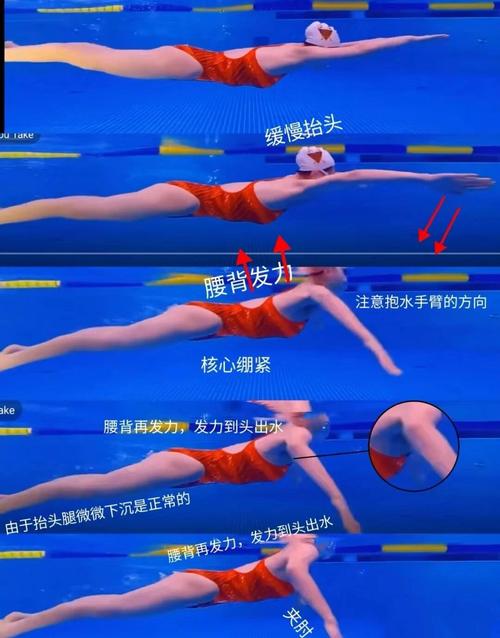 蛙泳自由泳与蛙泳仰泳在泳姿、呼吸和身体姿势上有哪些根本的不同之处？
