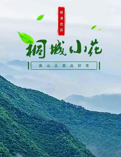 桐城SEO首选品牌，效果显著，哪家更值得信赖呢？