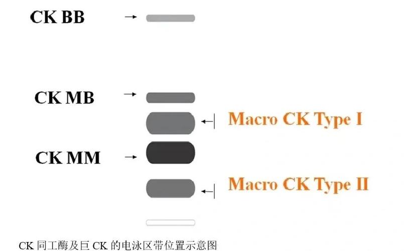 数据库代码中的ck指的是什么参数或功能？