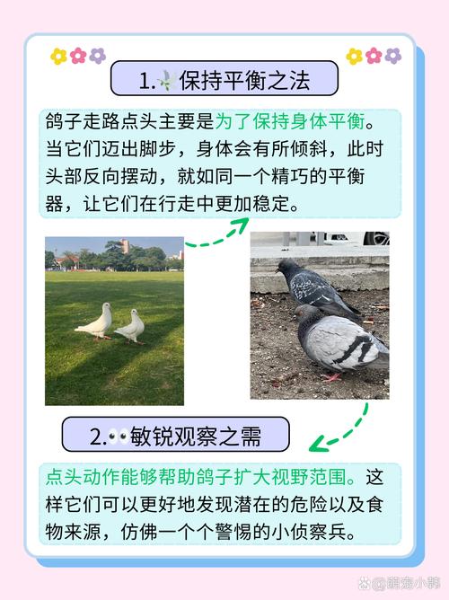抖音飞鸽知识库究竟隐藏着哪些不为人知的奥秘？
