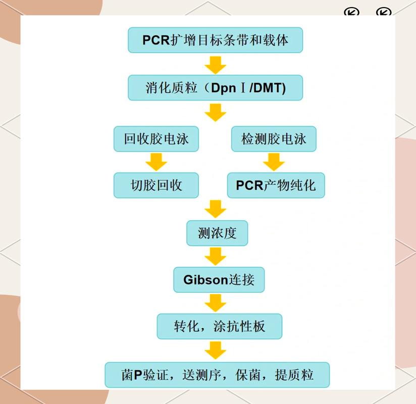 如何实现一键克隆，高效复制成为复制专家？
