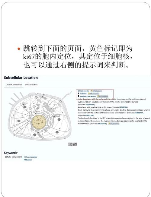 蛋白质亚细胞定位数据库具体是用于什么目的的查询工具？