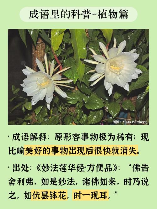 刀郎在百度排行榜上的崛起与沉浮，是策略的昙花一现吗？