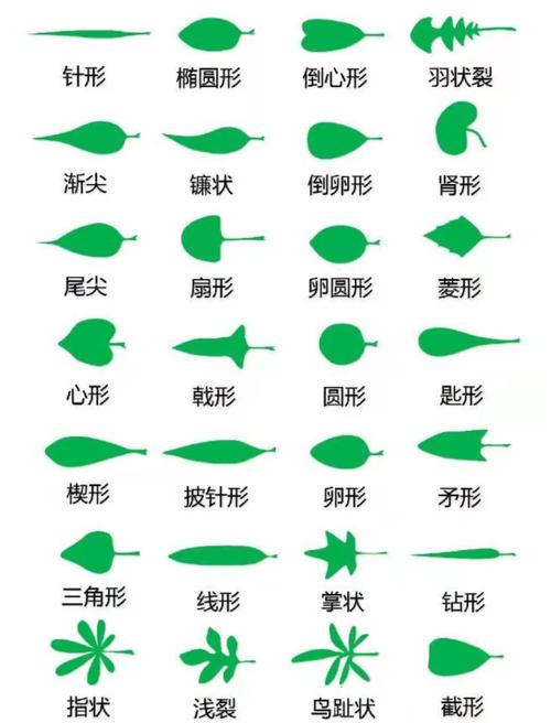 所有叶子是否都处于同一水平线上？