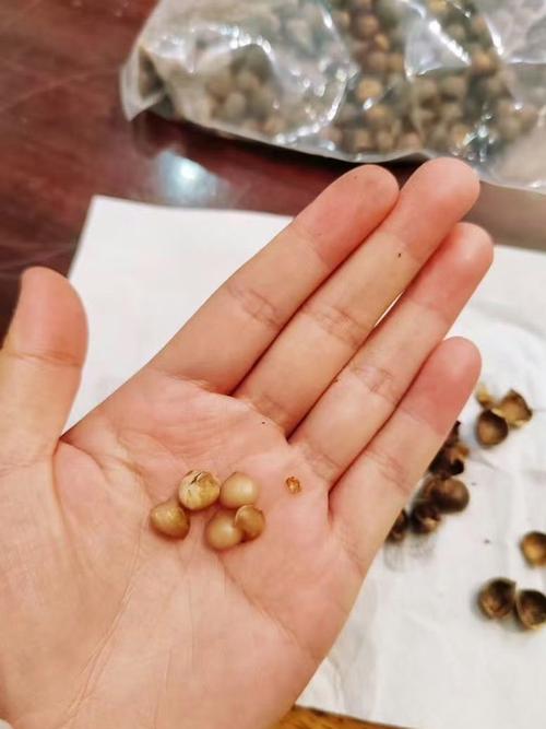 2-c小栗子是什么意思？