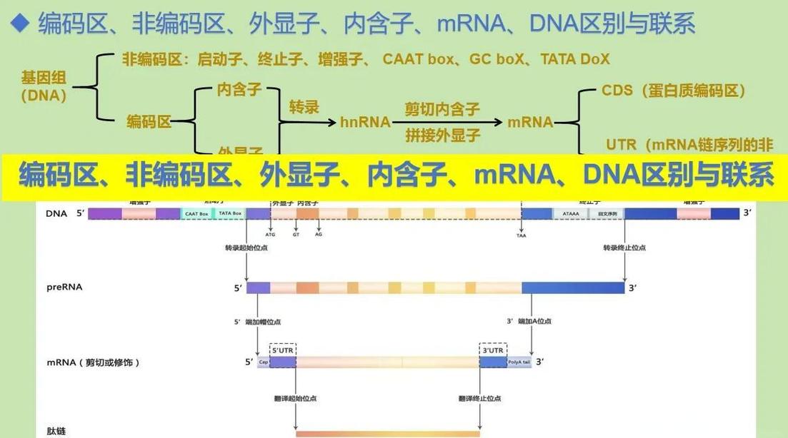 铠甲基因数据库具体指的是什么？