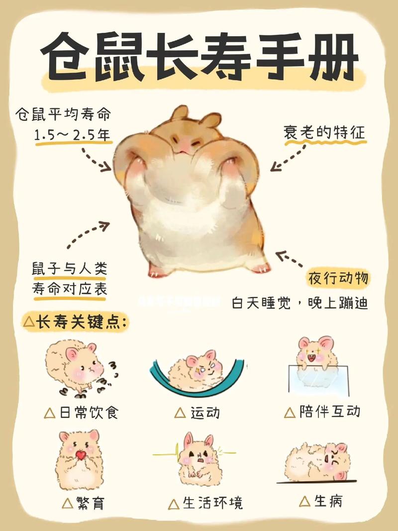 胖鼠如何从圆润蜕变为小巧，开启健康生活之旅？