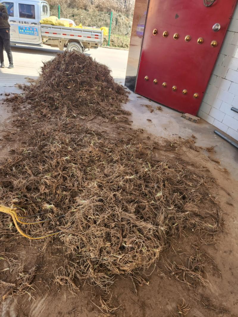 独立站卖药材真的能赚钱吗？