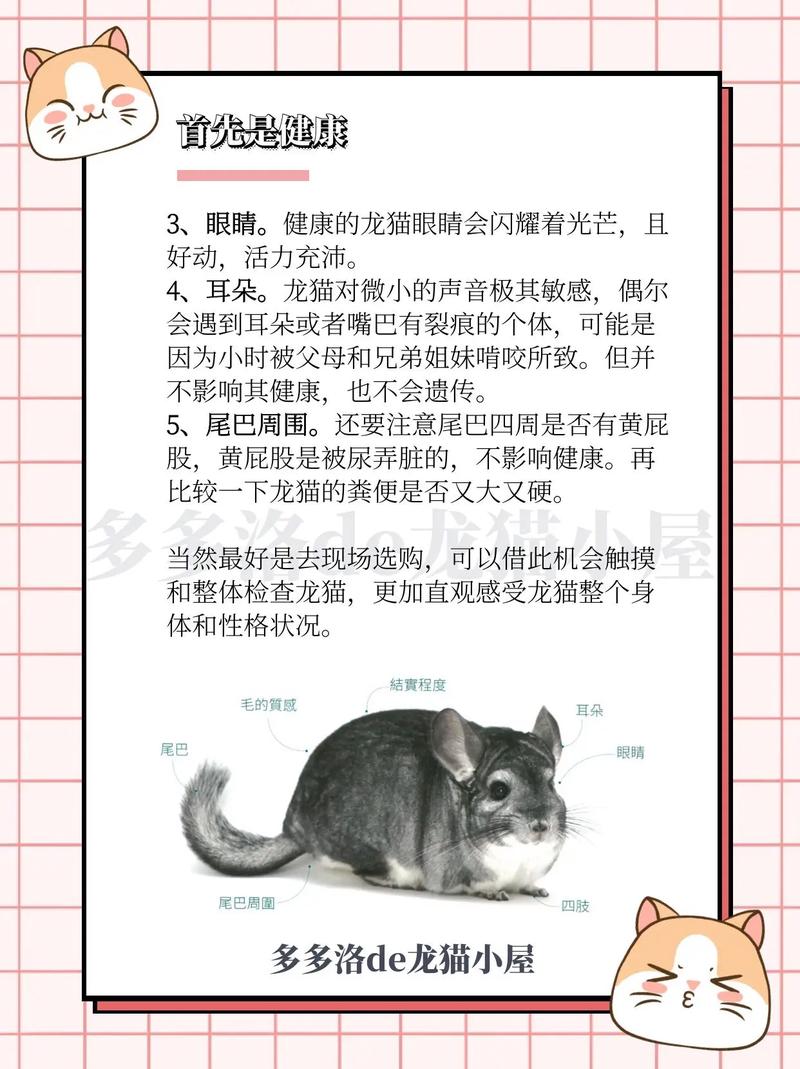 如何选择你心仪的宠物？