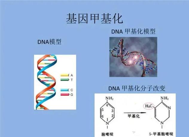 铠甲基因数据库具体是用于研究哪些铠甲生物的基因特性？